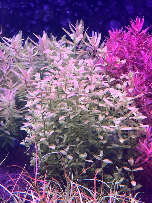 Cuphea Anagalloidea-Cherries Nature Aquarium