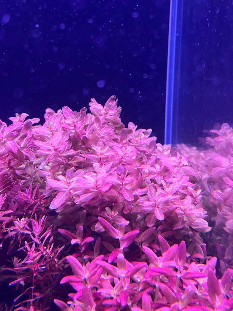Rotala Macrandra 'Compact'-Cherries Nature Aquarium