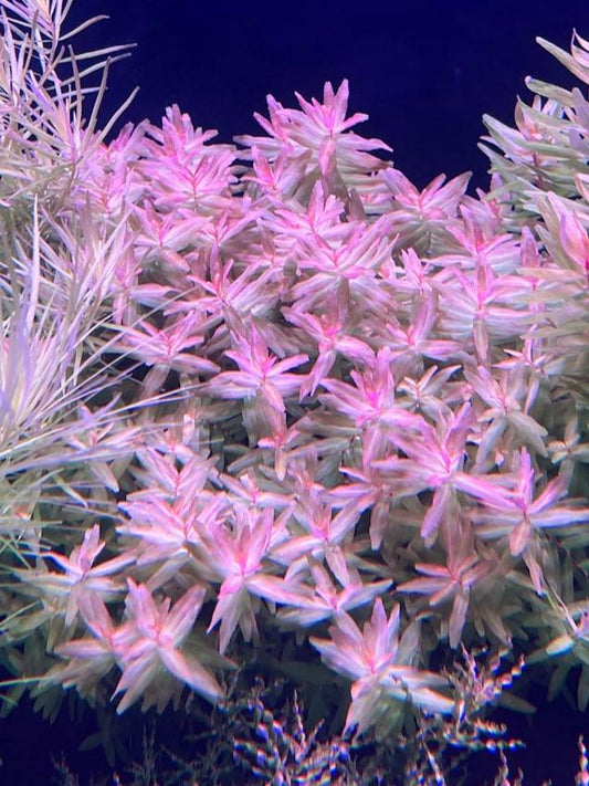Rotala Macrandra 'Mini Gold'-Cherries Nature Aquarium