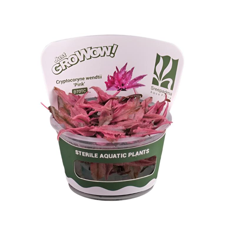 Cryptocoryne Wendtii Pink-Cherries Nature Aquarium