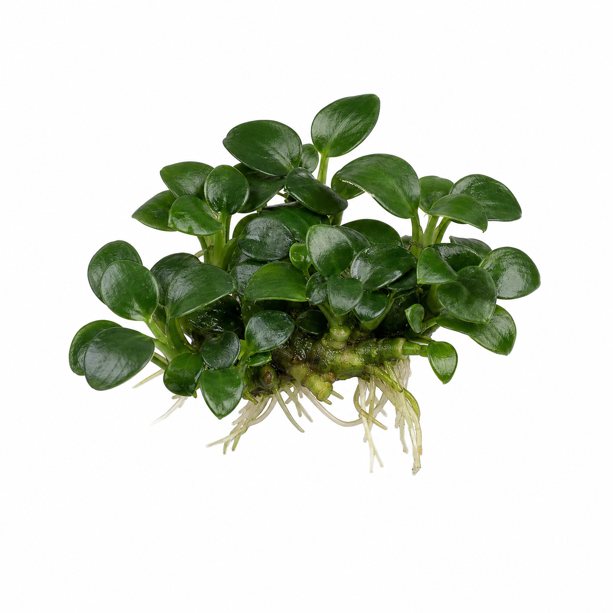Anubias barteri 'Petite'