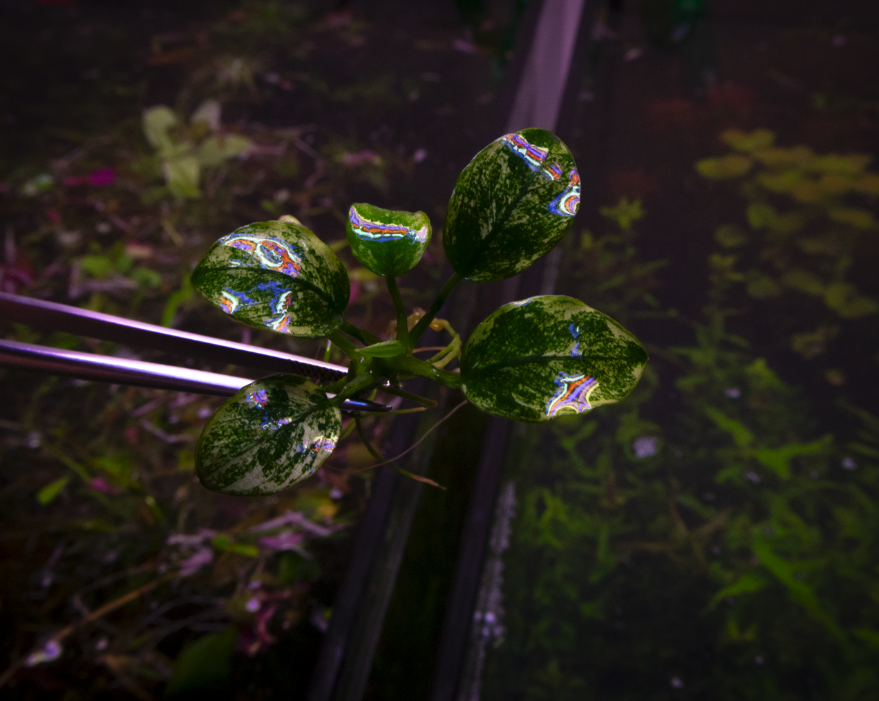 Anubias Pinto-Cherries Nature Aquarium