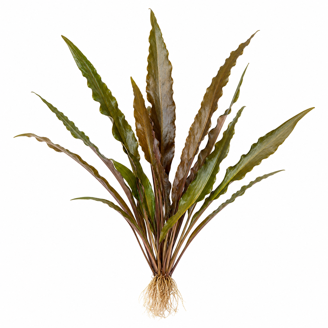 Cryptocoryne Wendtii "Long"