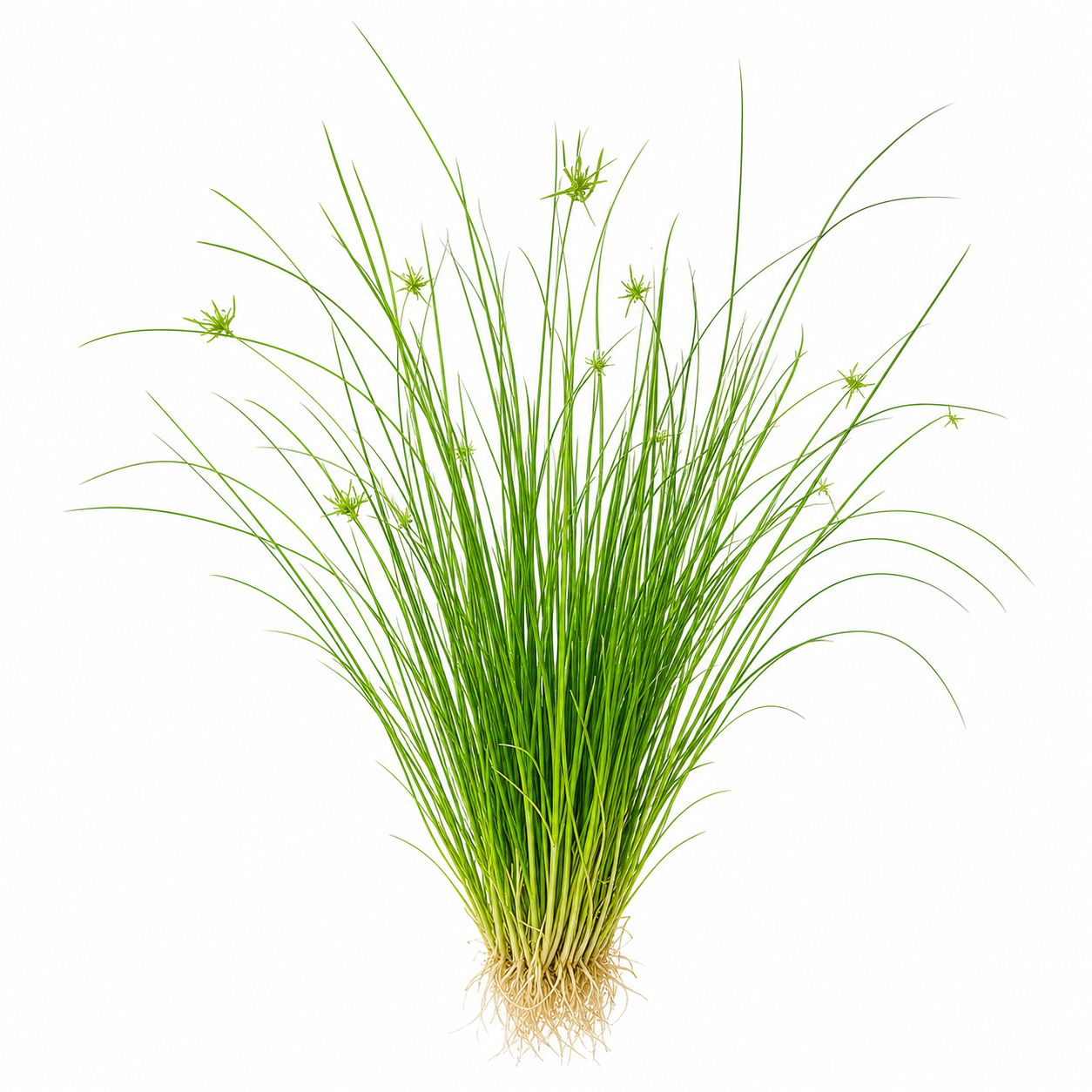 Eleocharis Vivipara
