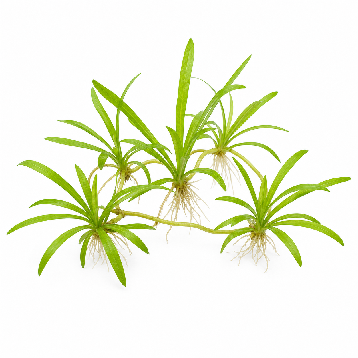 Helanthium bolivianum Quadricostatus