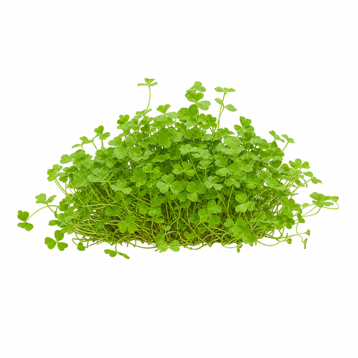 Hydrocotyle tripartita