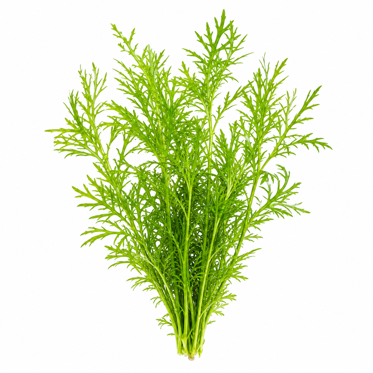 Hygrophila difformis
