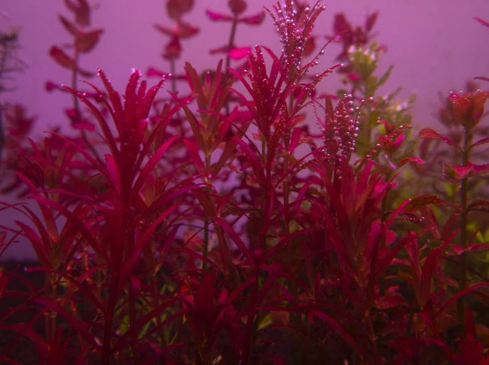 Rotala Blood Red Singapore-Cherries Nature Aquarium