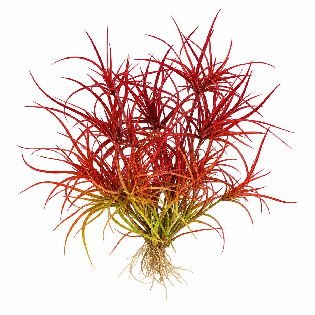 Botanical illustration of Juncus repens Red with yellow-green lower growth and red upper leaves on a white background