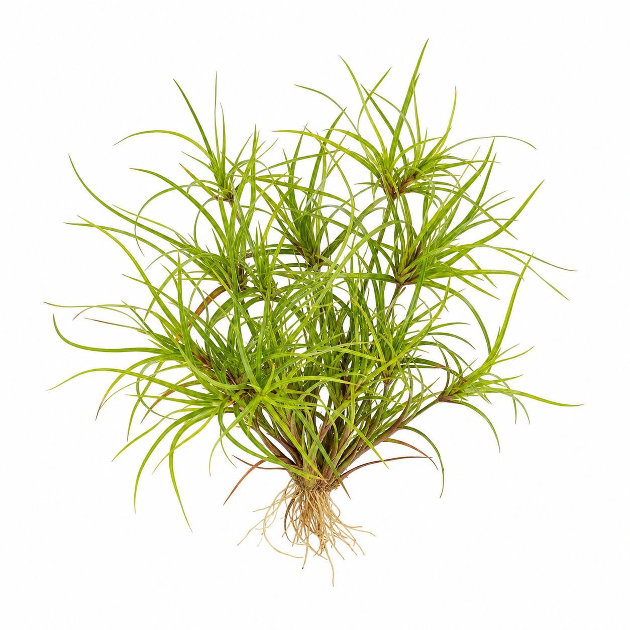 Juncus repens