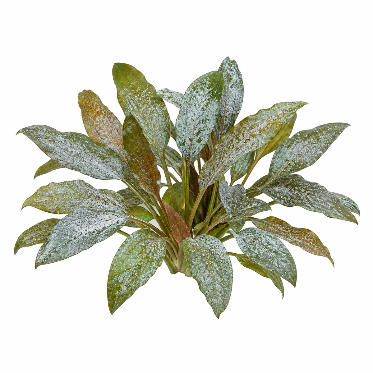 Lagenandra meeboldii 'Silver powder' live aquarium plant on a white background