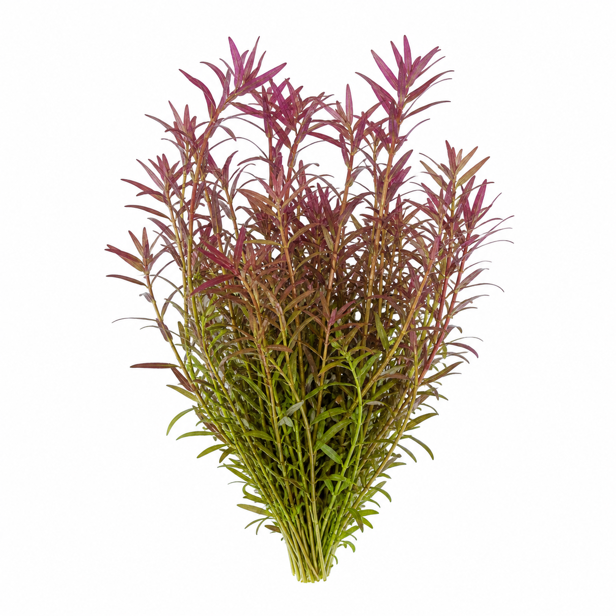 Rotala Rotundifolia 'Twilight'