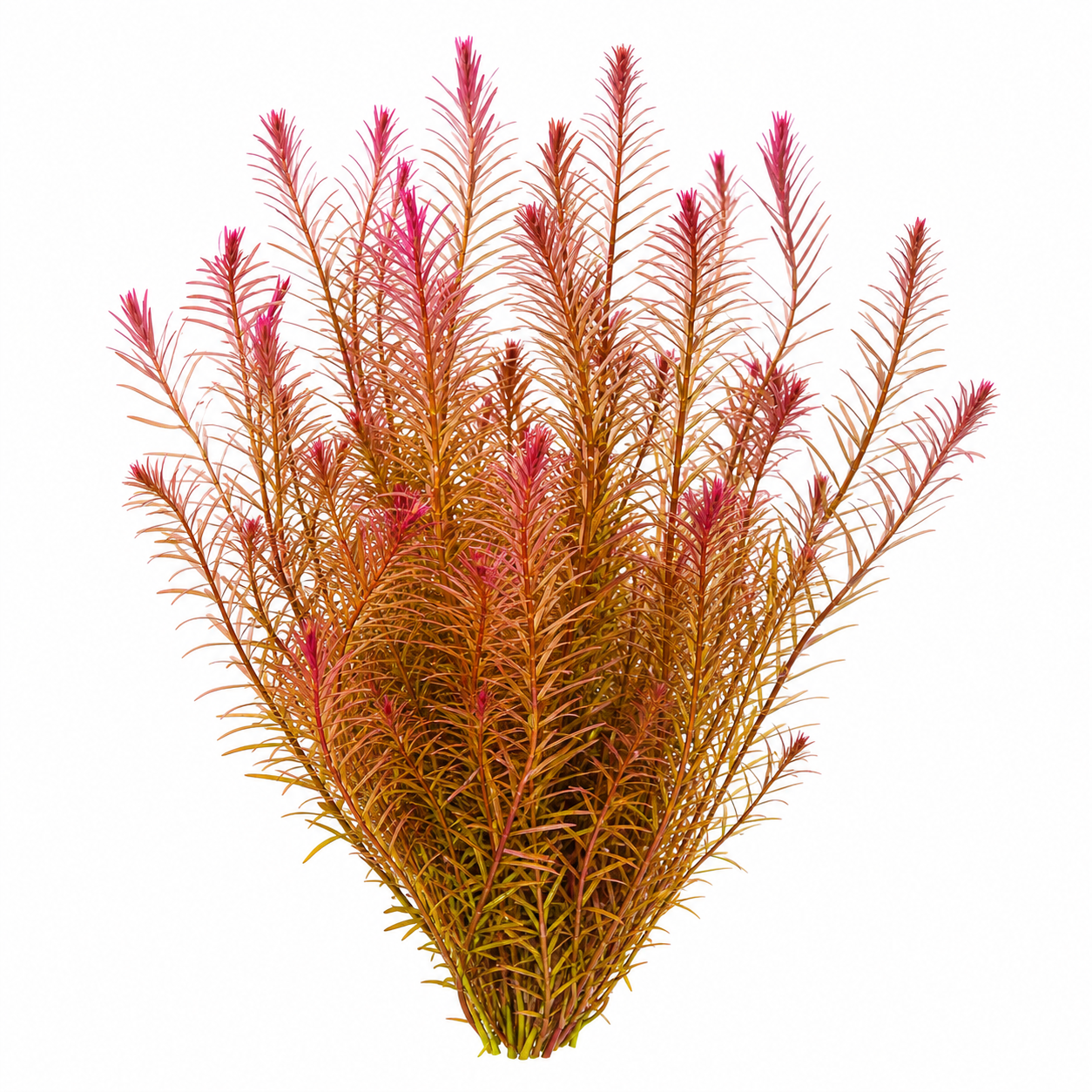 Rotala Wallichii 'Mexicana'