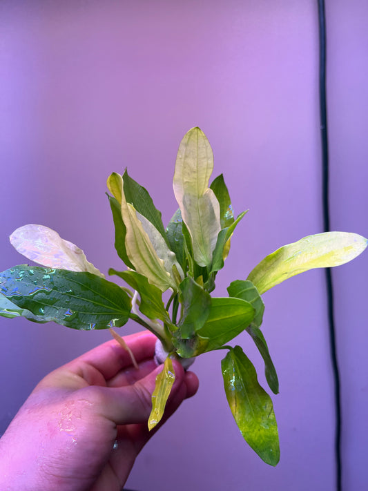 Echinodorus uruguayensis tricolor-Cherries Nature Aquarium