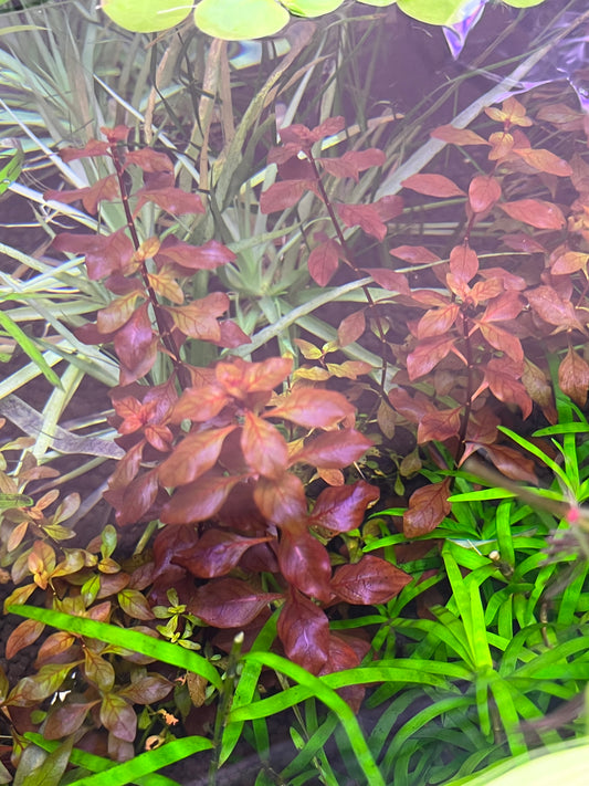 Ludwigia palustris super red-Cherries Nature Aquarium