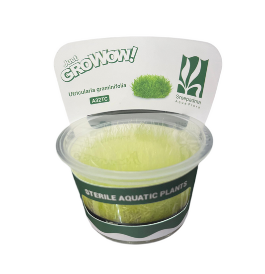 Utricularia Graminifolia