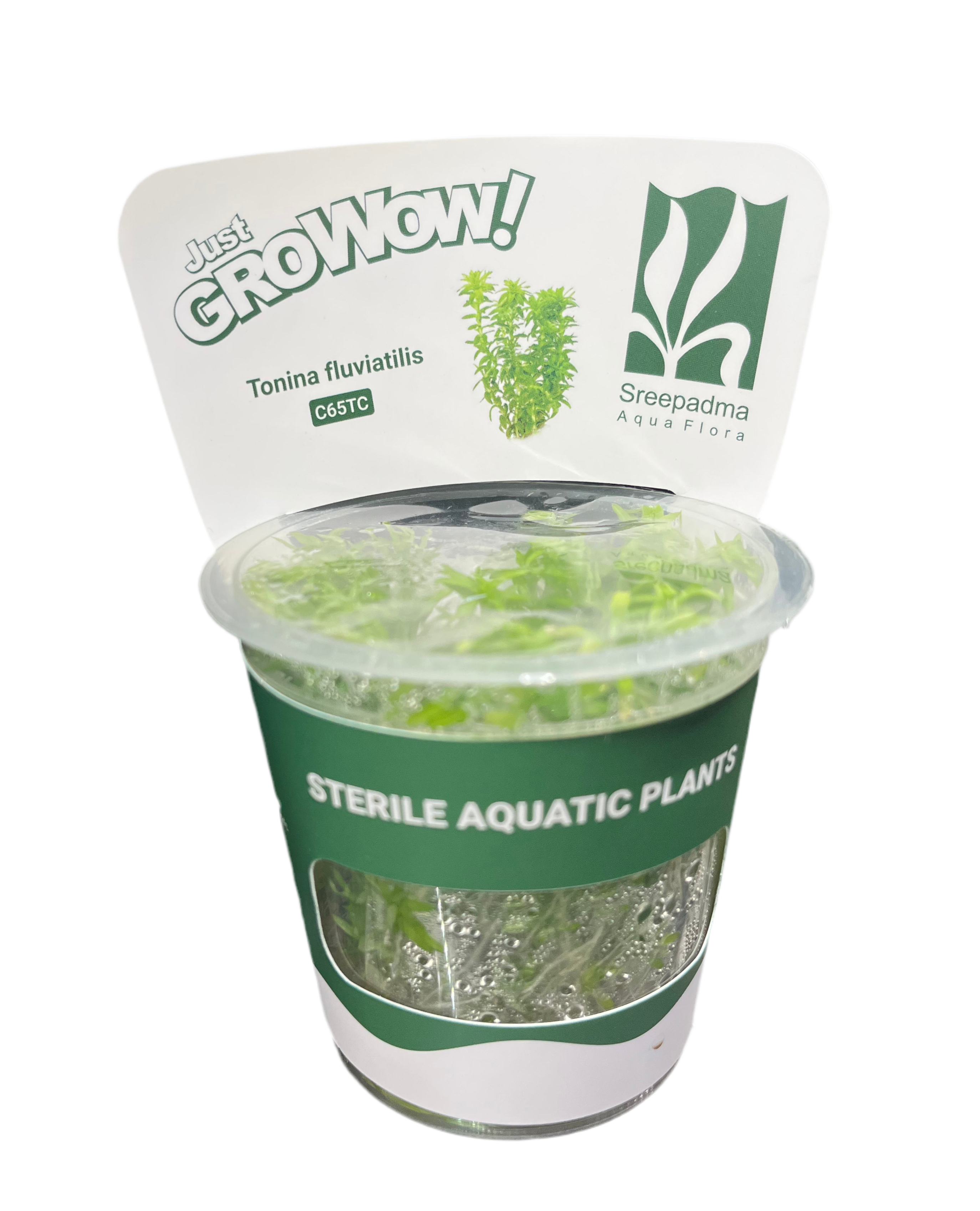 Tonina fluviatilis – Cherries Nature Aquarium