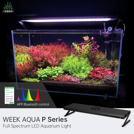 WEEK AQUA P Series-Cherries Nature Aquarium