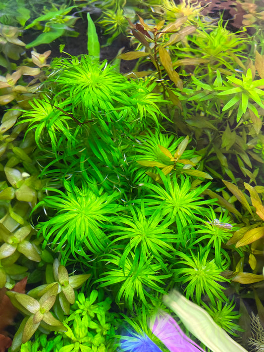Syngonanthus Macrocaulon-Cherries Nature Aquarium