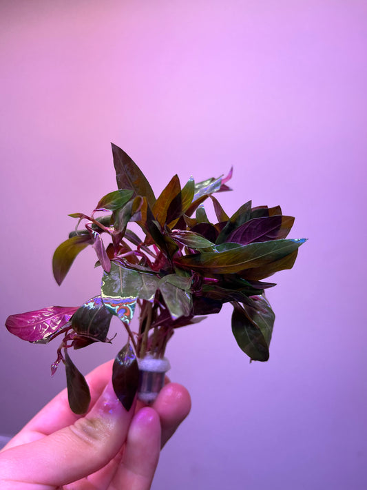 Ludwigia Glandulosa-Cherries Nature Aquarium