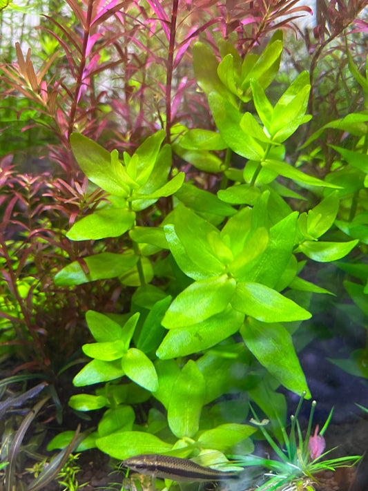Bacopa Madagascar-Cherries Nature Aquarium