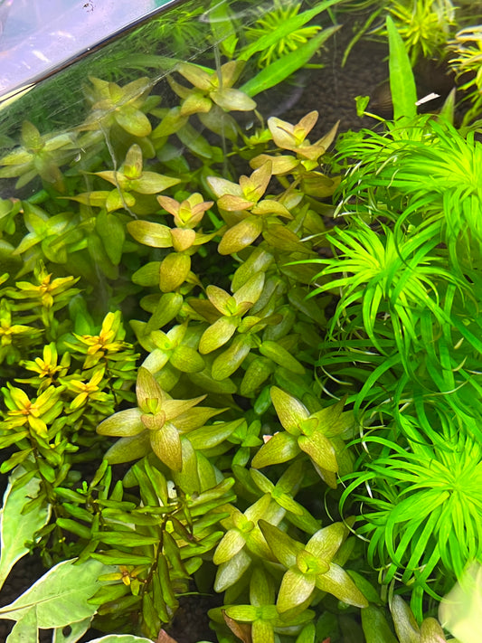 Bacopa Colorata-Cherries Nature Aquarium
