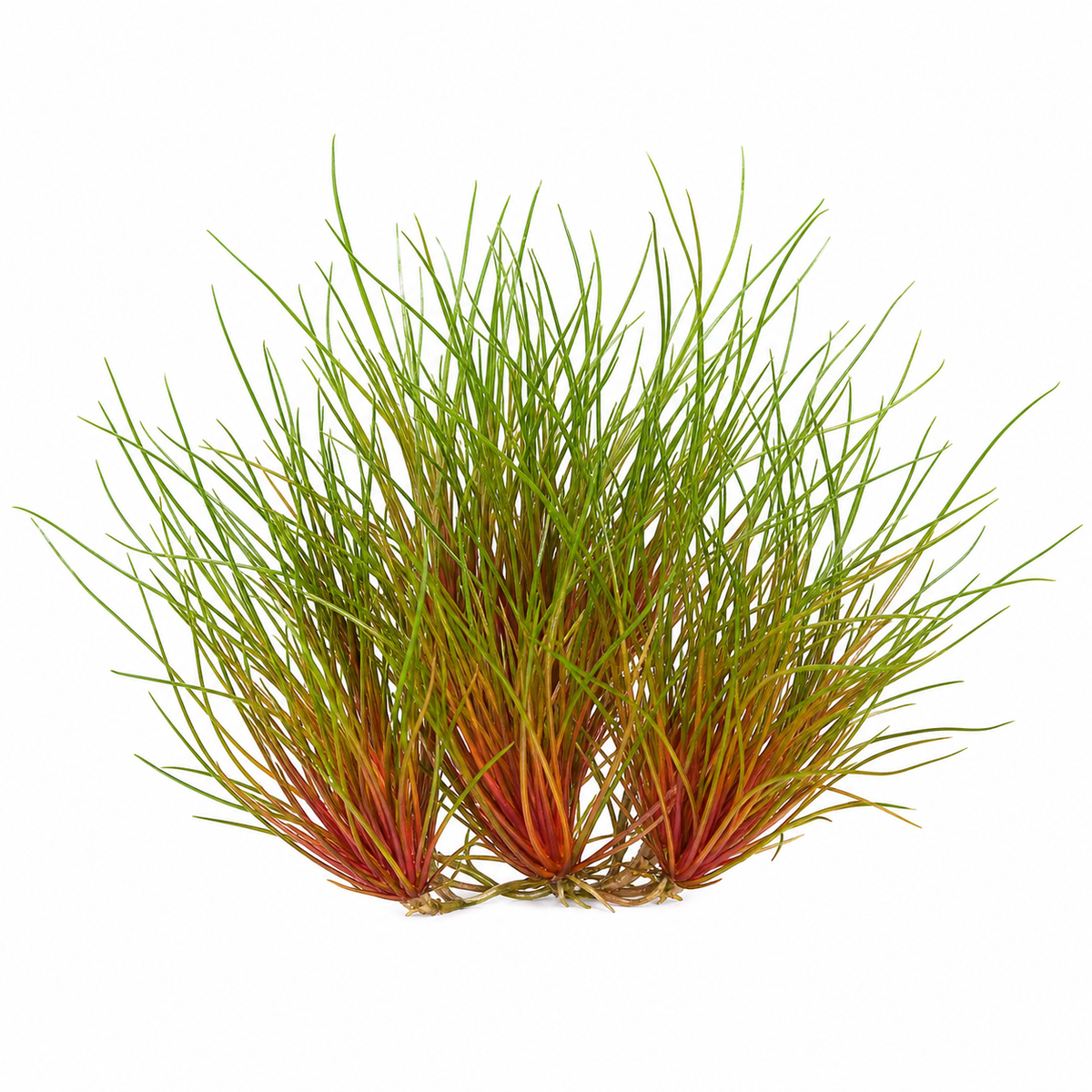 Centrolepis drummondiana 'Blood Vomit'