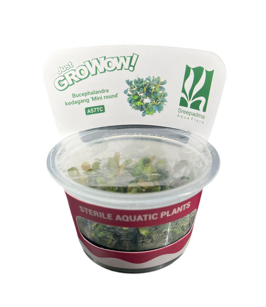 Bucephalandra Kedagang ‘Mini Round’