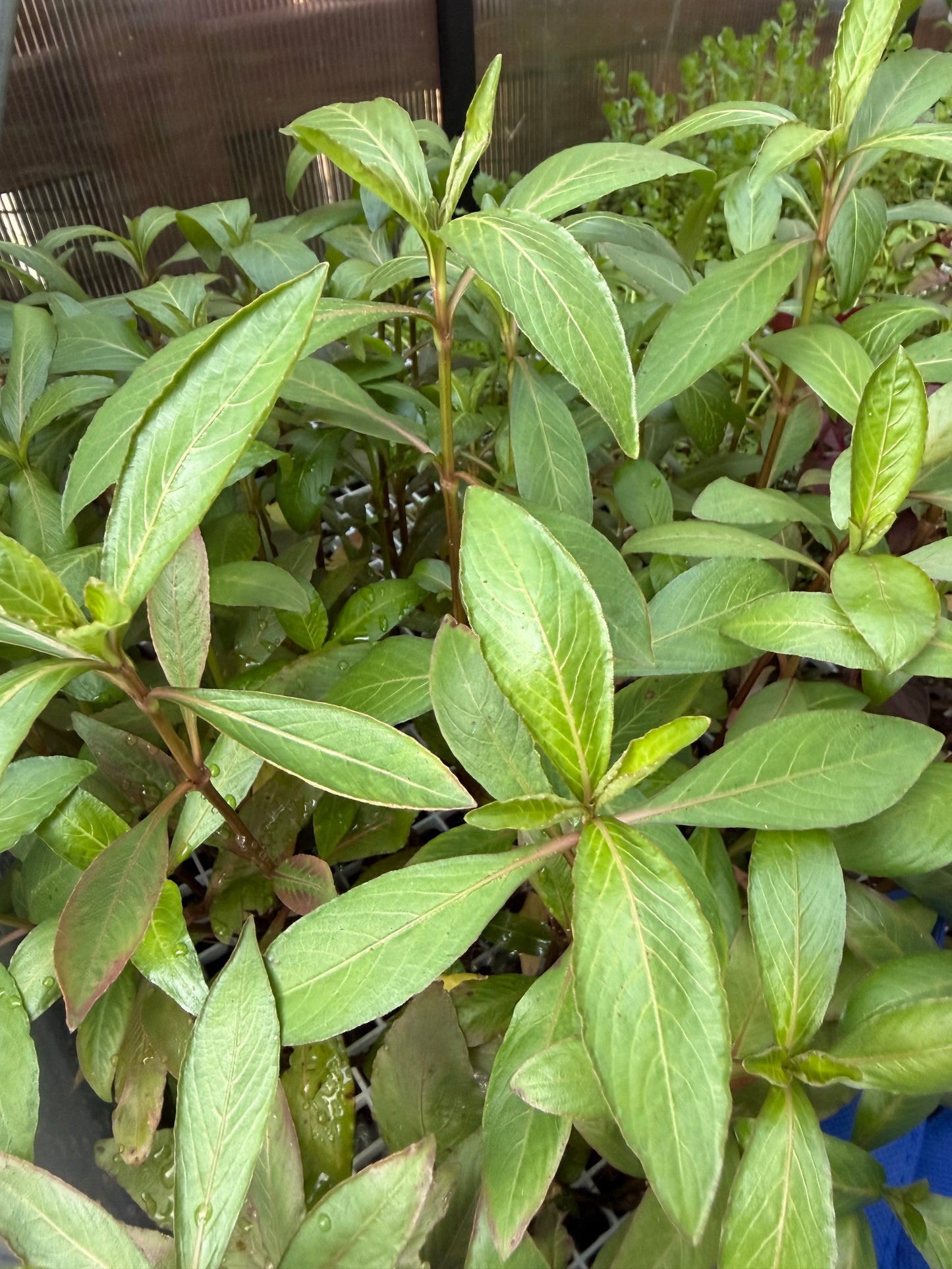 Hygrophila ringens 'Apple Red'