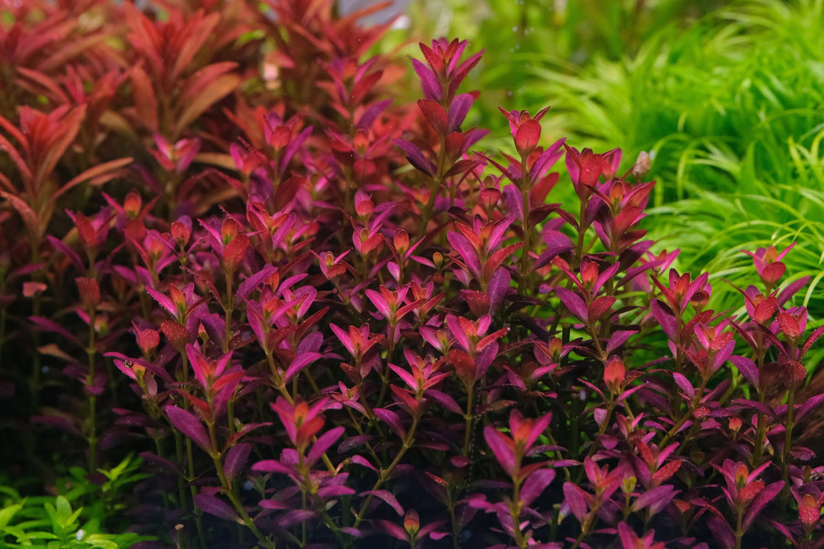 Rotala ramosior 'Florida'