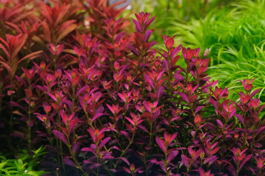 Rotala ramosior 'Florida'