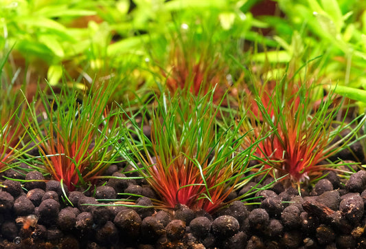 Centrolepis drummondiana 'Blood Vomit'