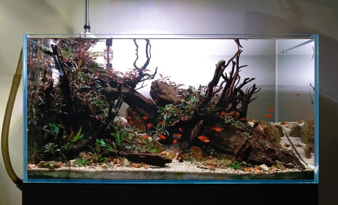 NA Rimless Aquariums