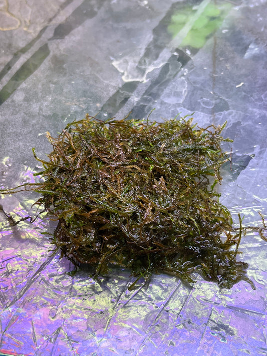 Vesicularia Dubyana Wild 'Java Moss'