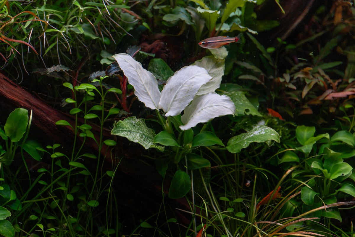 Aquatic plants in an aquarium