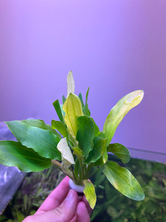 Echinodorus uruguayensis tricolor-Cherries Nature Aquarium