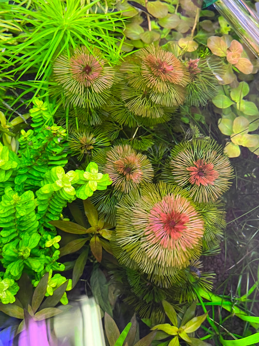 Cabomba Furcata-Cherries Nature Aquarium