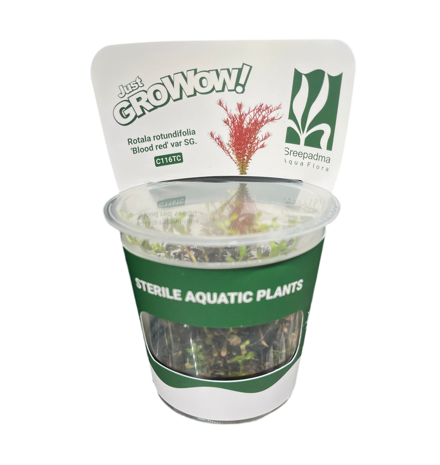 Rotala Blood Red Singapore