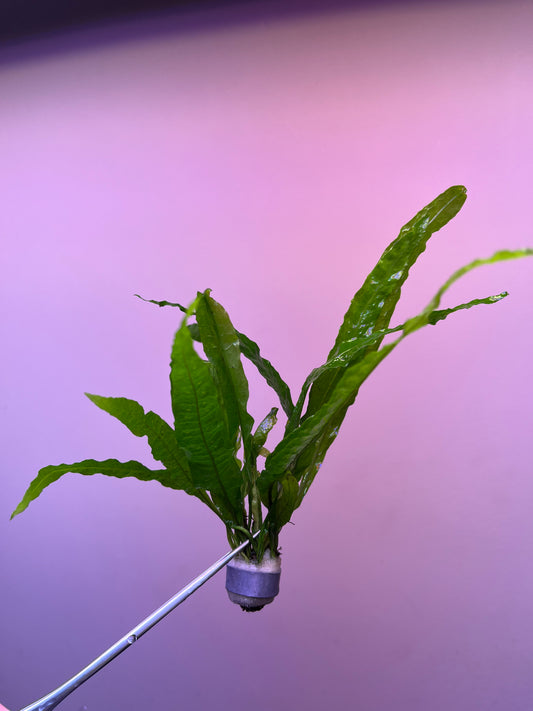 Microsorum pteropus bent wing-Cherries Nature Aquarium