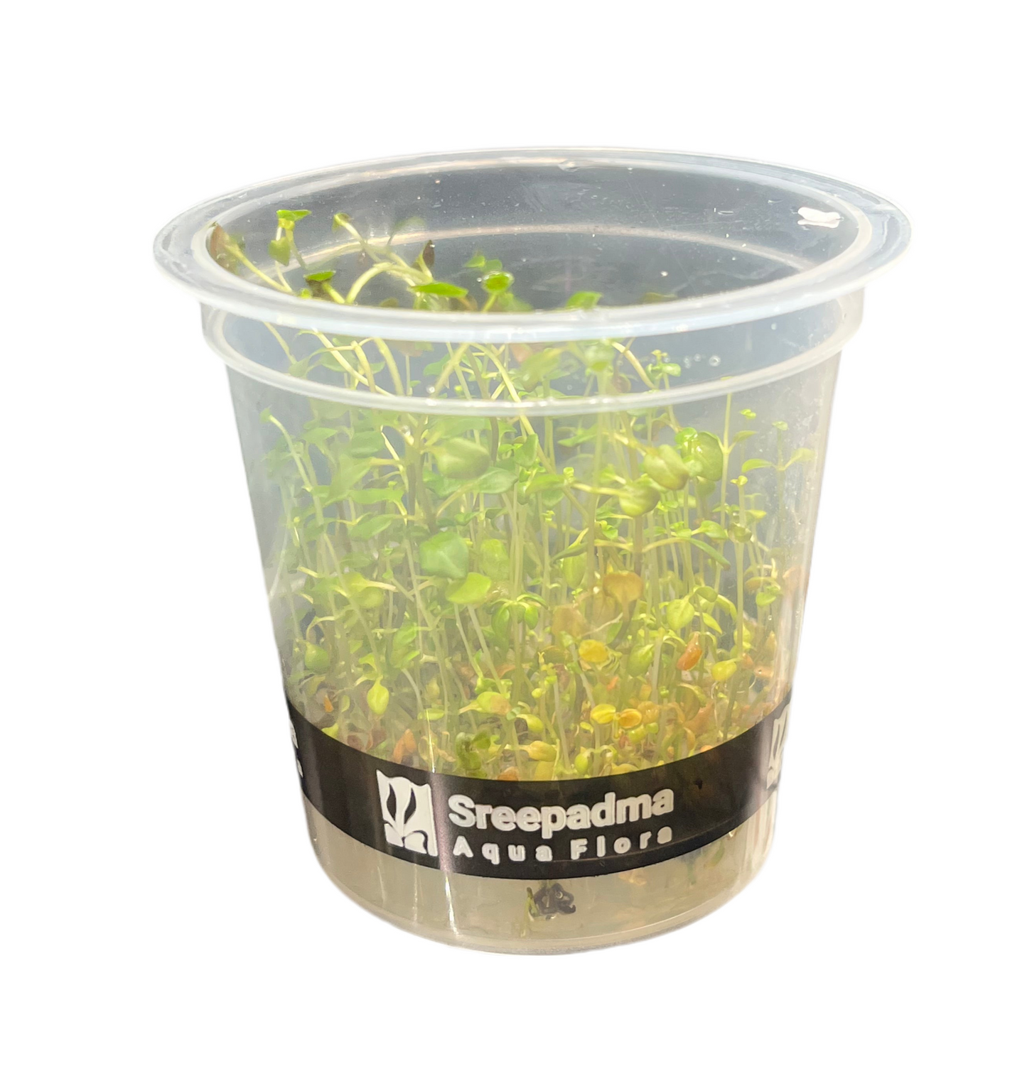 Ludwigia repens