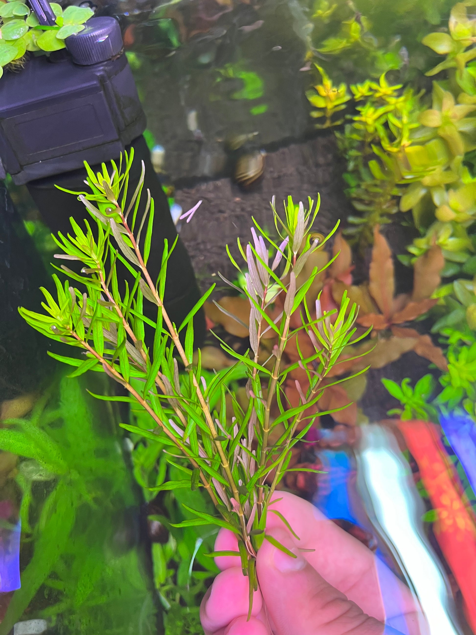 Rotala Rotundifolia ‘Laos’