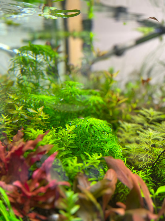 Syngonanthus Macrocaulon-Cherries Nature Aquarium