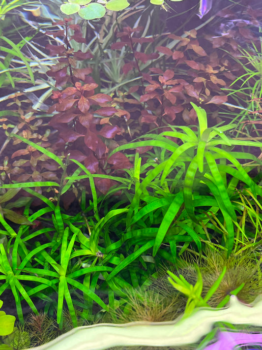 Eichhornia Diversifolia-Cherries Nature Aquarium