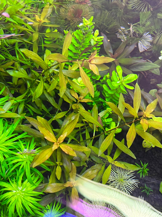 Ludwigia Repens x Arcuata-Cherries Nature Aquarium