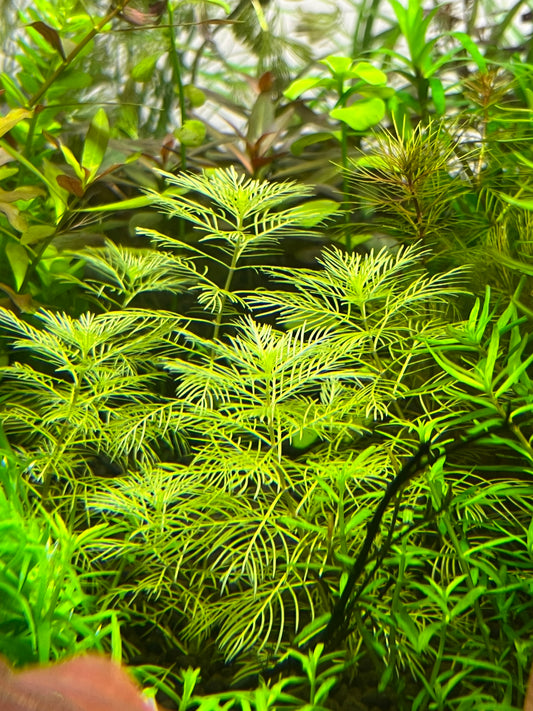 Myriophyllum Golden/White-Cherries Nature Aquarium