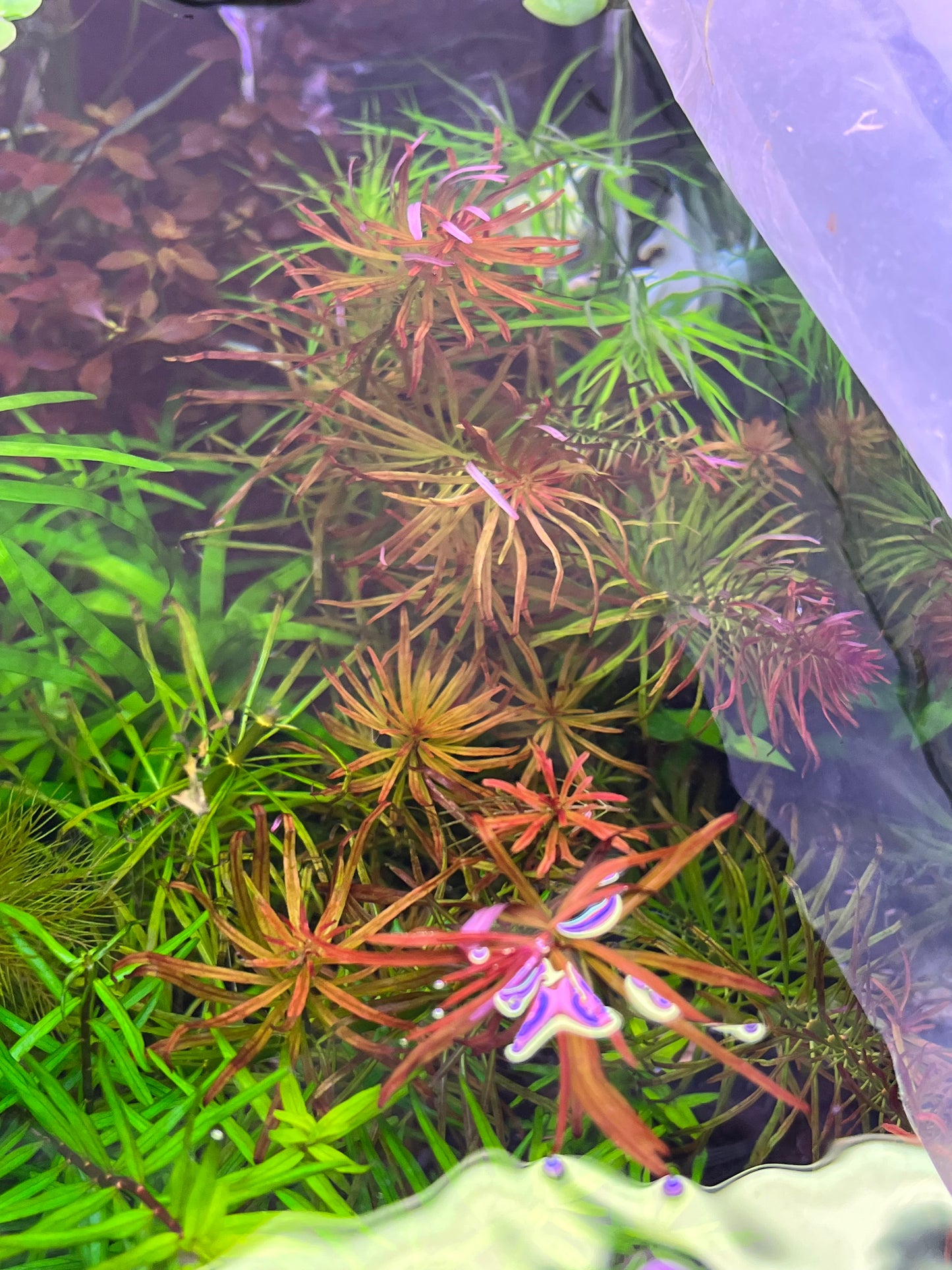 Ludwigia Inclinata Meta