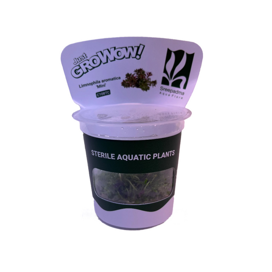 Limnophila Aromatica Mini-Cherries Nature Aquarium
