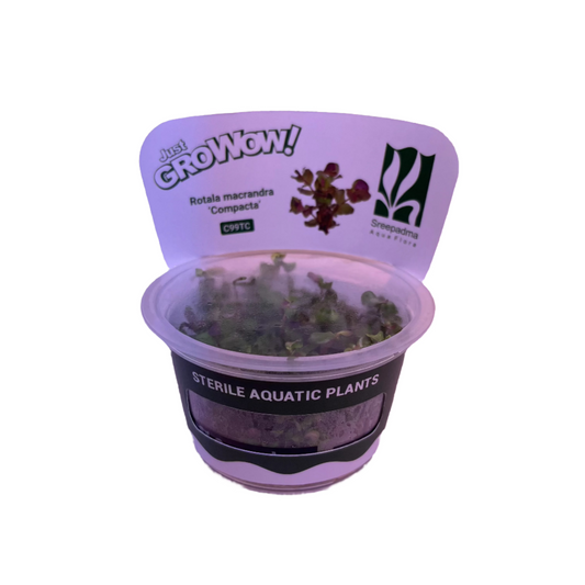 Rotala Macrandra 'Compact'-Cherries Nature Aquarium