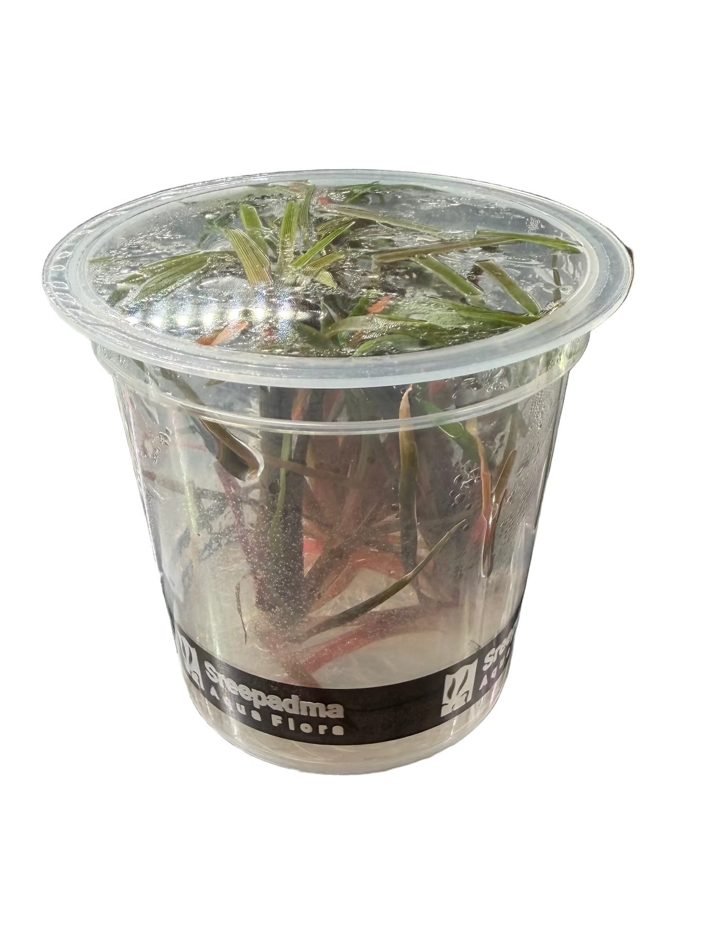 Eriocaulon Quinquangulare
