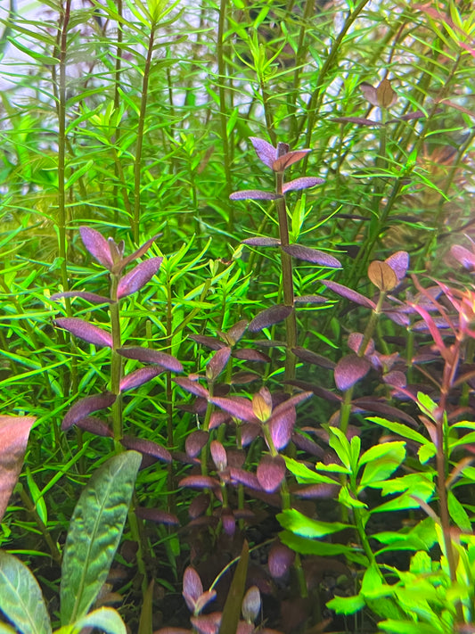 Bacopa Salzmannii Purple SG-Cherries Nature Aquarium